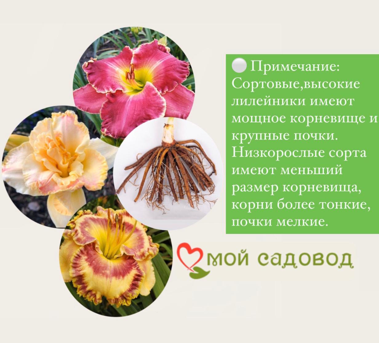 ЛИЛЕЙНИК РЕД РАМ