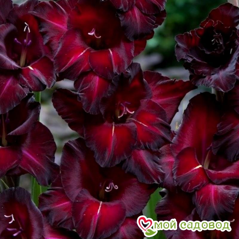 ГЛАДИОЛУС КРУПНОЦВЕТКОВЫЙ ЧЕРНАЯ ЗВЕЗДА