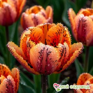 Тюльпан Литл Джем