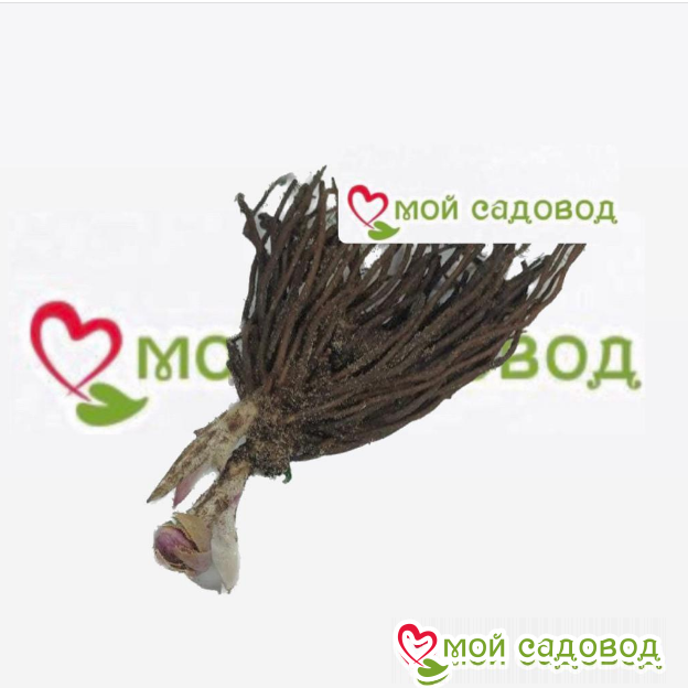 Морозник Анонс Руд